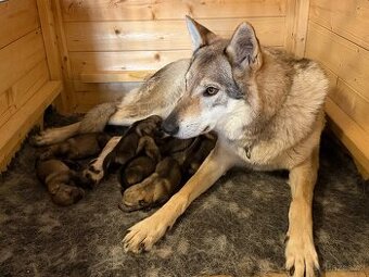 Československý vlčák s PP