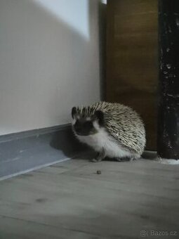 Ježek bělobřichý