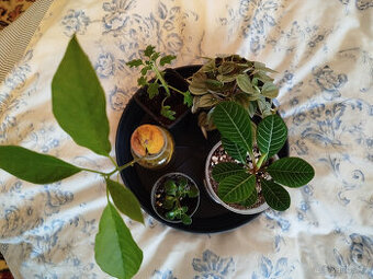 Mix pokojových rostlin 4