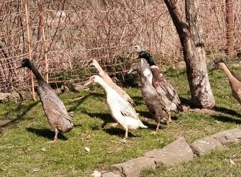 Kmen indických běžců