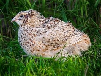 Křepelky, křepelka