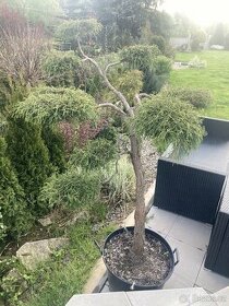 Bonsaj - bonsai - Cypříšek