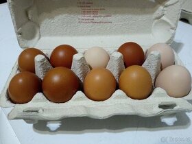 Prodej vajíček z volného chovu