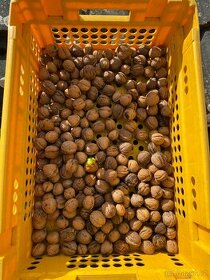 Prodám letošní vlašské ořechy
