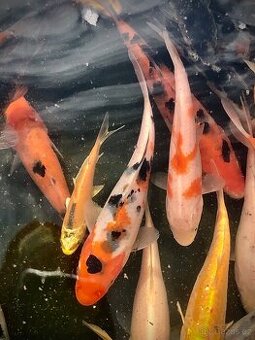 Koi,Karas,zavojnatka,Jeleček,ostroretka