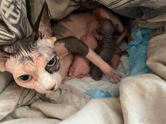 Kanadsky sphynx