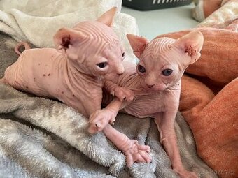 Kanadsky sphynx