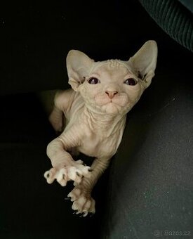 Kanadský sphynx