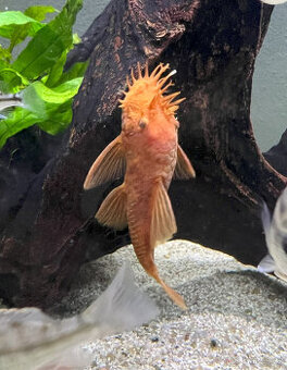 Ancistrus sp. super red