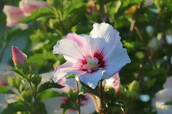 Hibiscus - ibišek venkovni