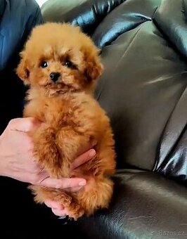 Toy pudlík teddy typ – red – čínská linie