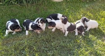 Štěňata Jack Russell