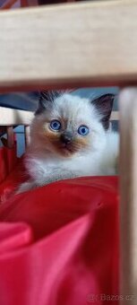 Koťata Ragdoll