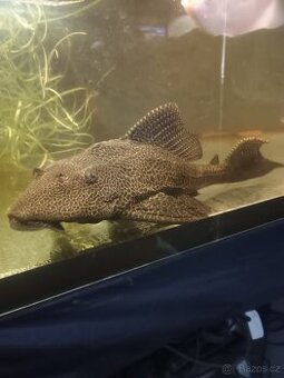 Gibbiceps