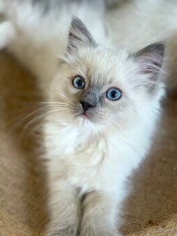 Luxusní Ragdoll kocourek k odběru