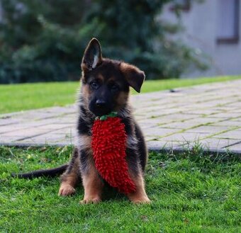 Německý ovčák štěňata