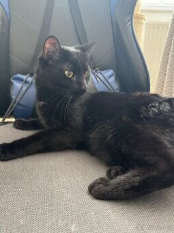 Kocourek Mickey - mazlivý, hodný, upovídaný