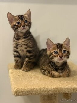 Bengálská kočka s PP