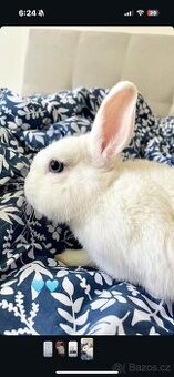 Zakrslý králík