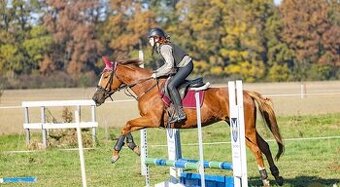 Prodám čtyřletou klisnu A1/1