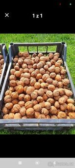 Ořechy vlašské Táborsko řijen