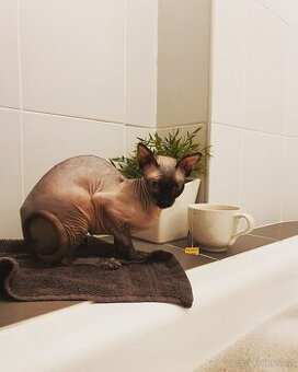 Darujeme kočku Sphynx - pouze do klidného domova bez zvířat