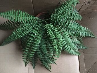 Velká kapradina v květináči