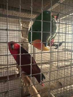 Eklektus polychloros pár