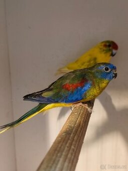 Neoféma bourek tyrkysová