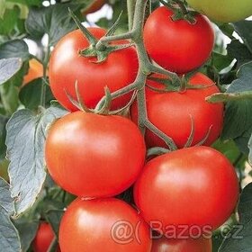 Roubovaná rajčata - 1