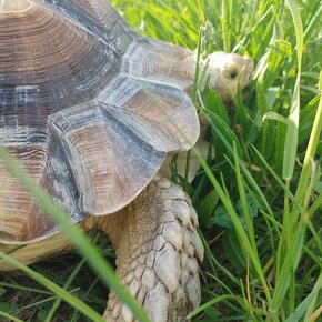 Samec želva ostruhatá sulcata