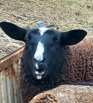 Zwartbles