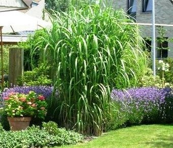 MISCANTHUS GIGANTEUS ♥ OZDOBNICE OBROVSKÁ - 1