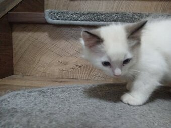 Ragdoll - 1