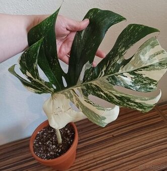 Monstera albo variegata SLEVA