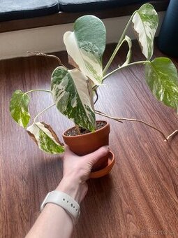Monstera albo mint