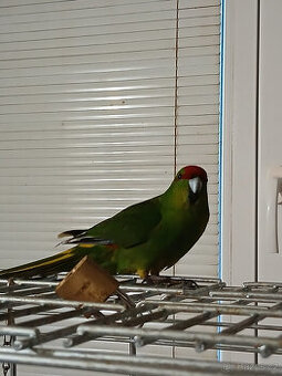 Kakariki