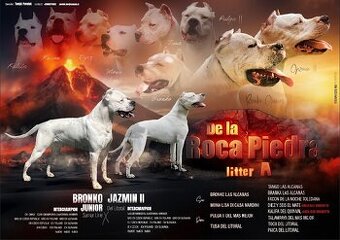 Argentinská doga štěňata - 1