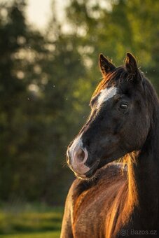 Welsh Cob valach - 3 roky