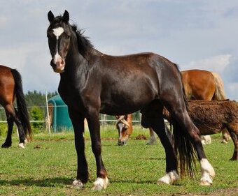 Welsh Cob valach - 3 roky