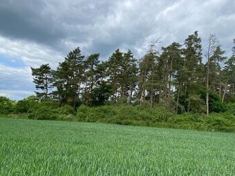 Lesní pozemek s porostem k těžbě Lštění nad Zubřinou
