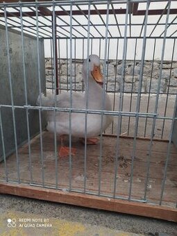 Kachna pekingska