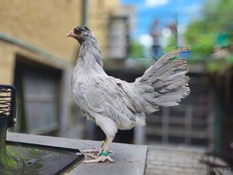 Kohoutci araucana lavender hledají nový domov