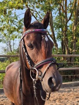 Klisna 6let welsh pony B ukončení JK