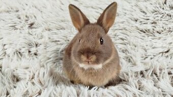 Zakrslý králík, králíček -ŇUFÍK