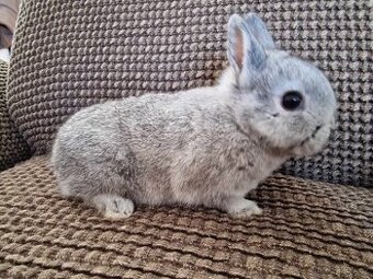 Králíček zakrslý