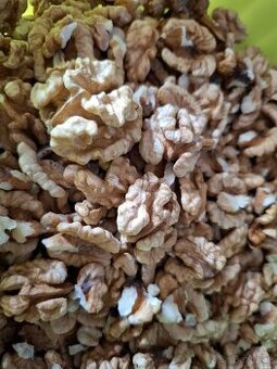 Vlašské ořechy- jádra - 1