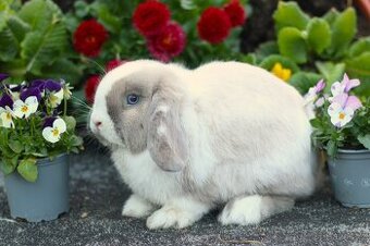 Minilop samička 10 měsíců