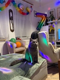 Britský roční kocourek