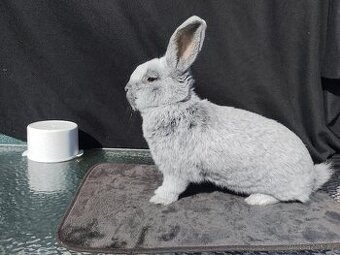 Prodám letošní vss